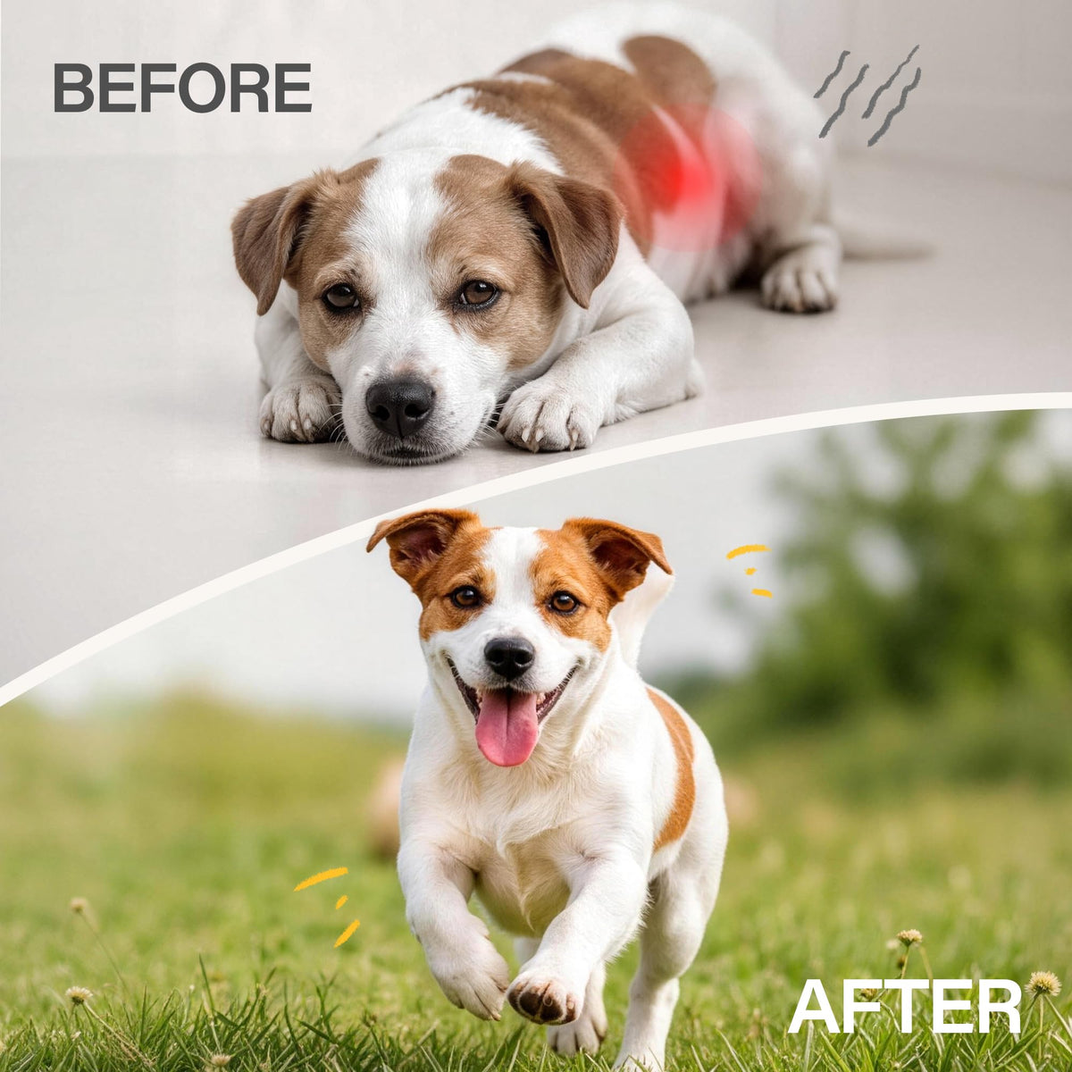 Dewormer for Dogs 50 g V804664