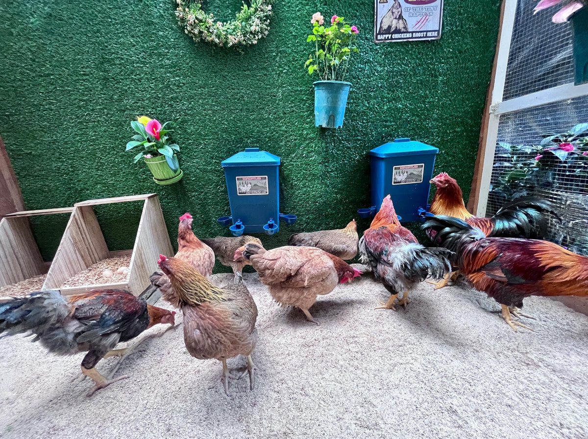 6 Gallon Chicken Waterer 2-Pack D969