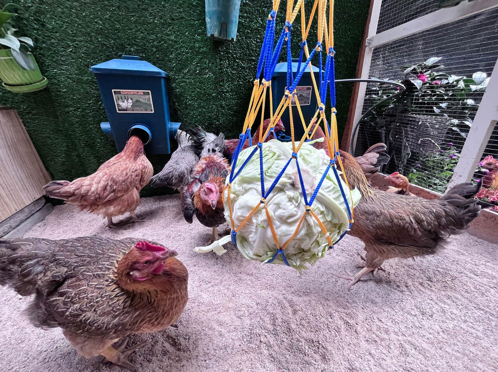 6 Gallon Chicken Waterer 2-Pack D969